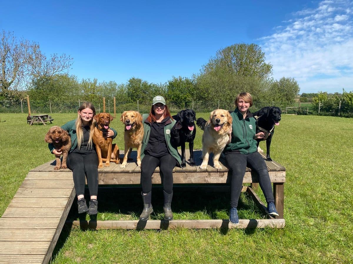 The Wagtails day care team outdoors with a group of happy dogs in the Essex countryside