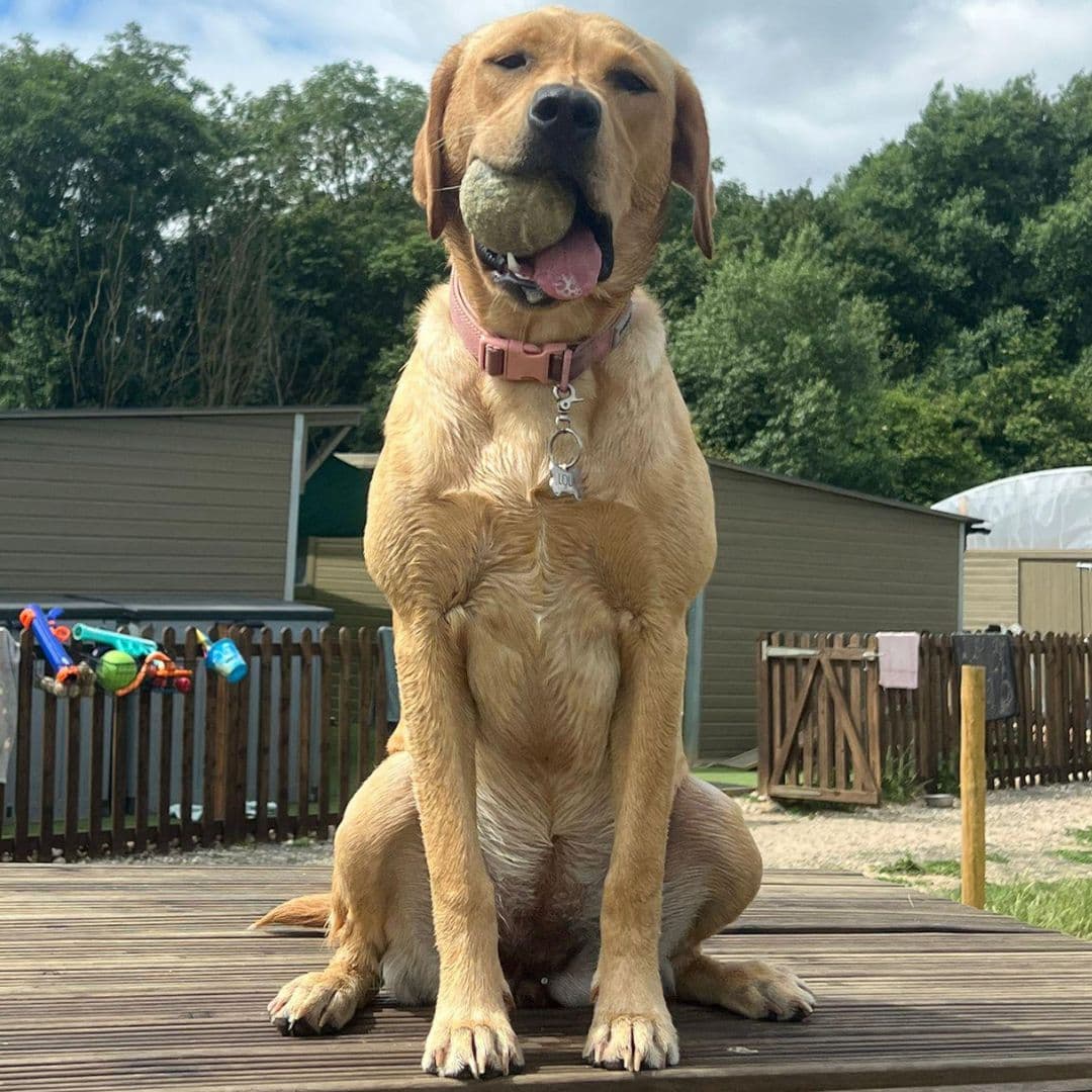 Dog Weight Management: Keeping Your Dog at a Healthy Weight