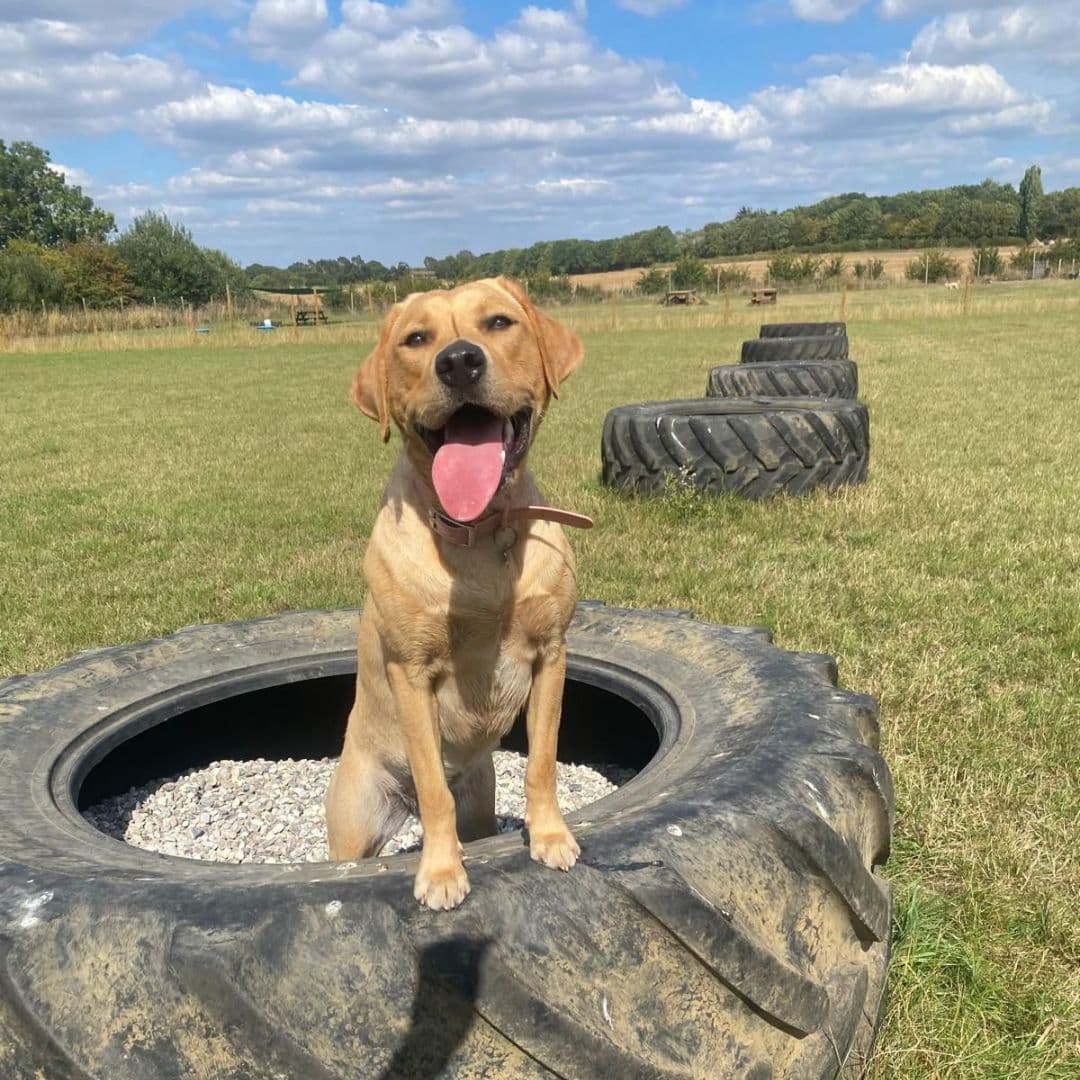 How to Use a Dog Field for Recall Training: A Step-by-Step Guide
