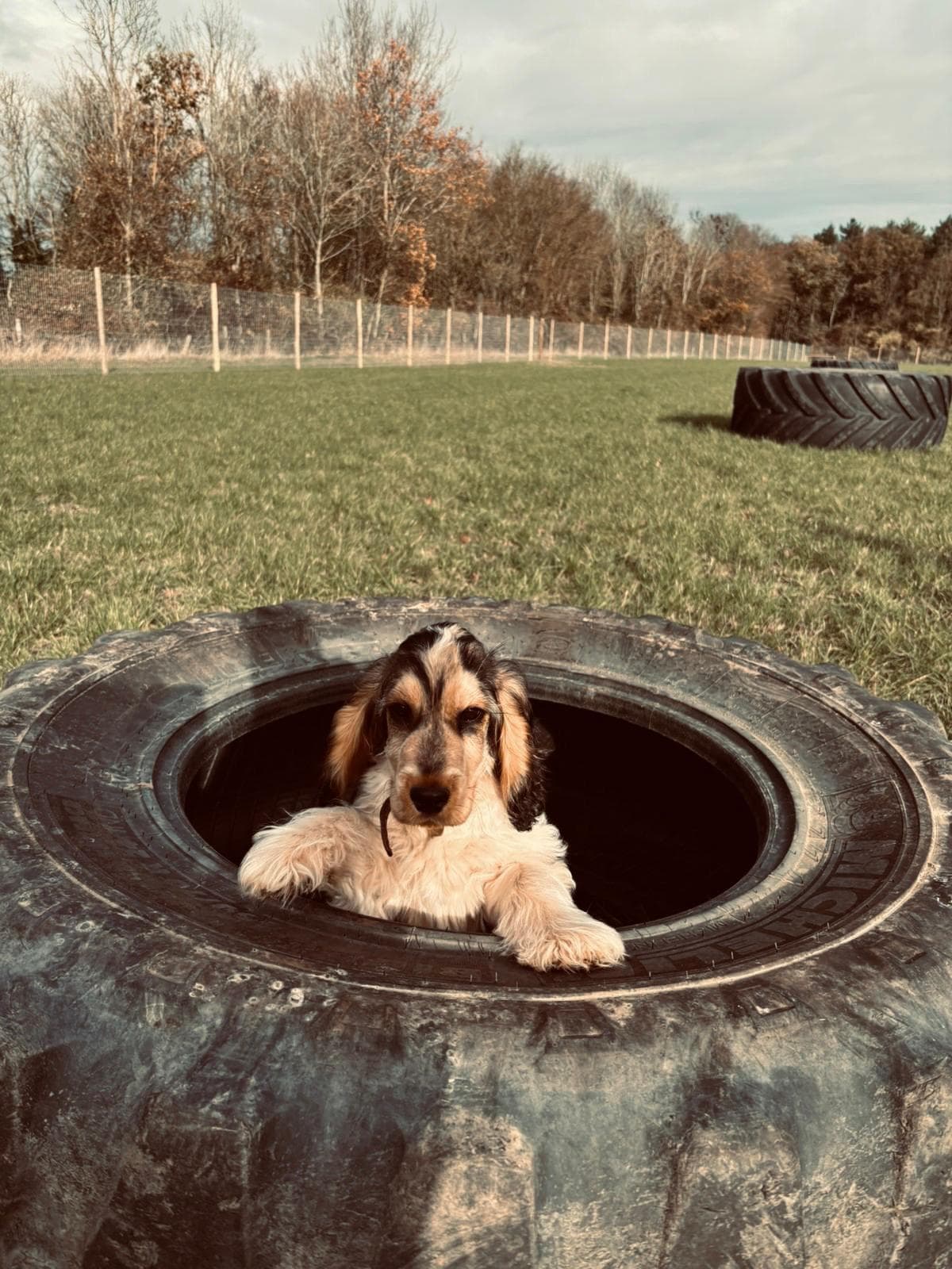 Cressing Dog Park , private dog field