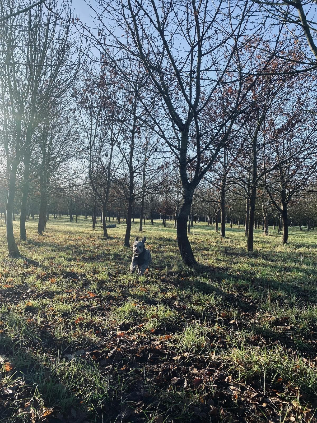 Writtle Dog Park , private dog field
