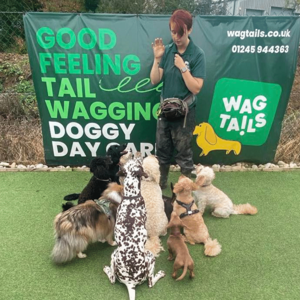 doggy day care chelmsford