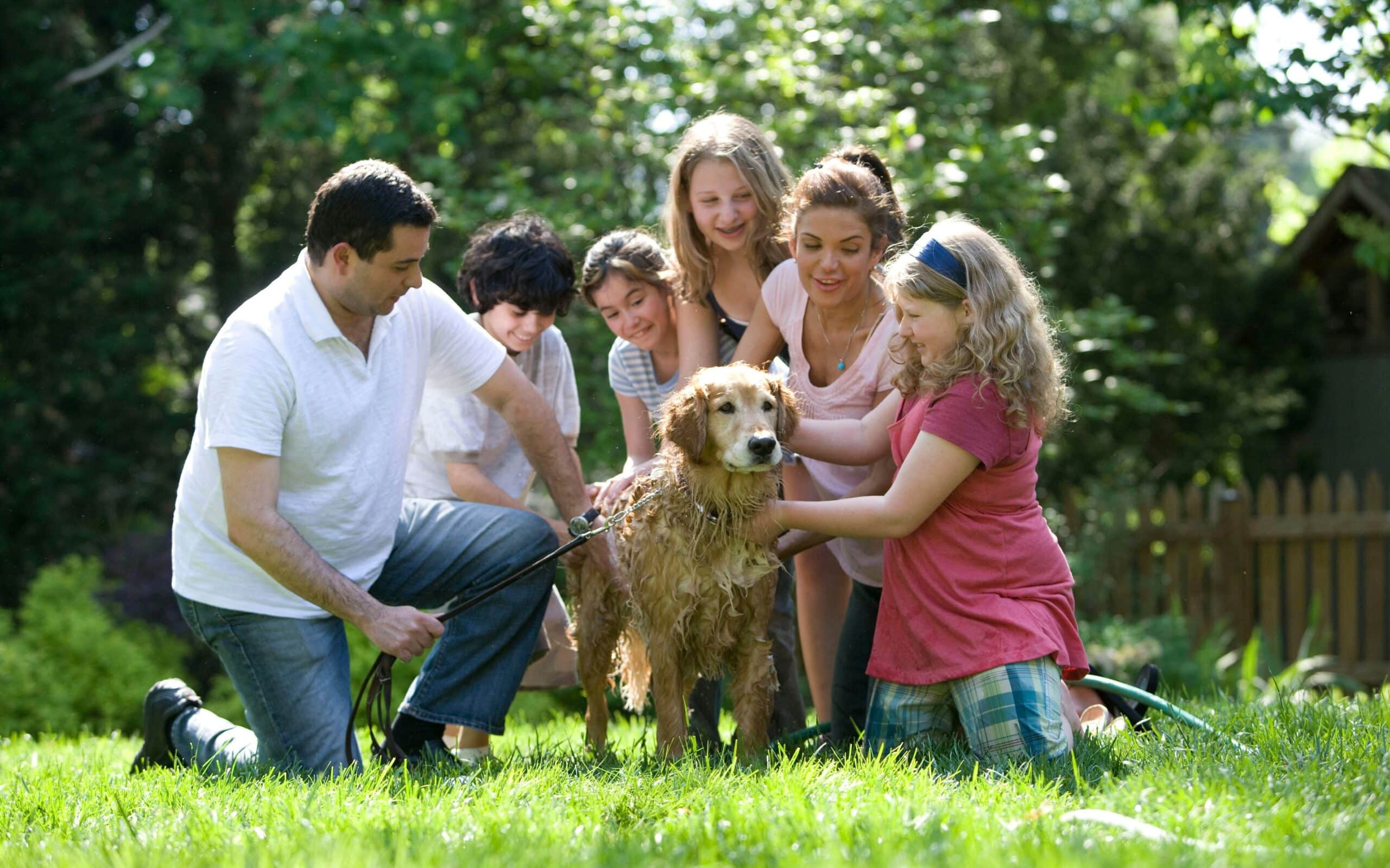 dog sitting or doggy daycare - family involvement with dog care