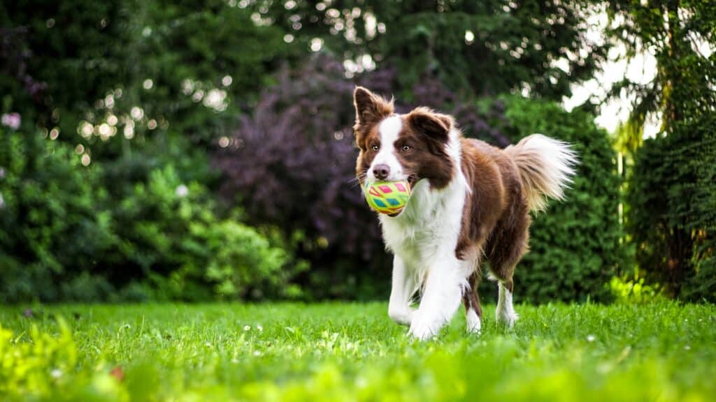 doggy daycare activities - dog playing with ball