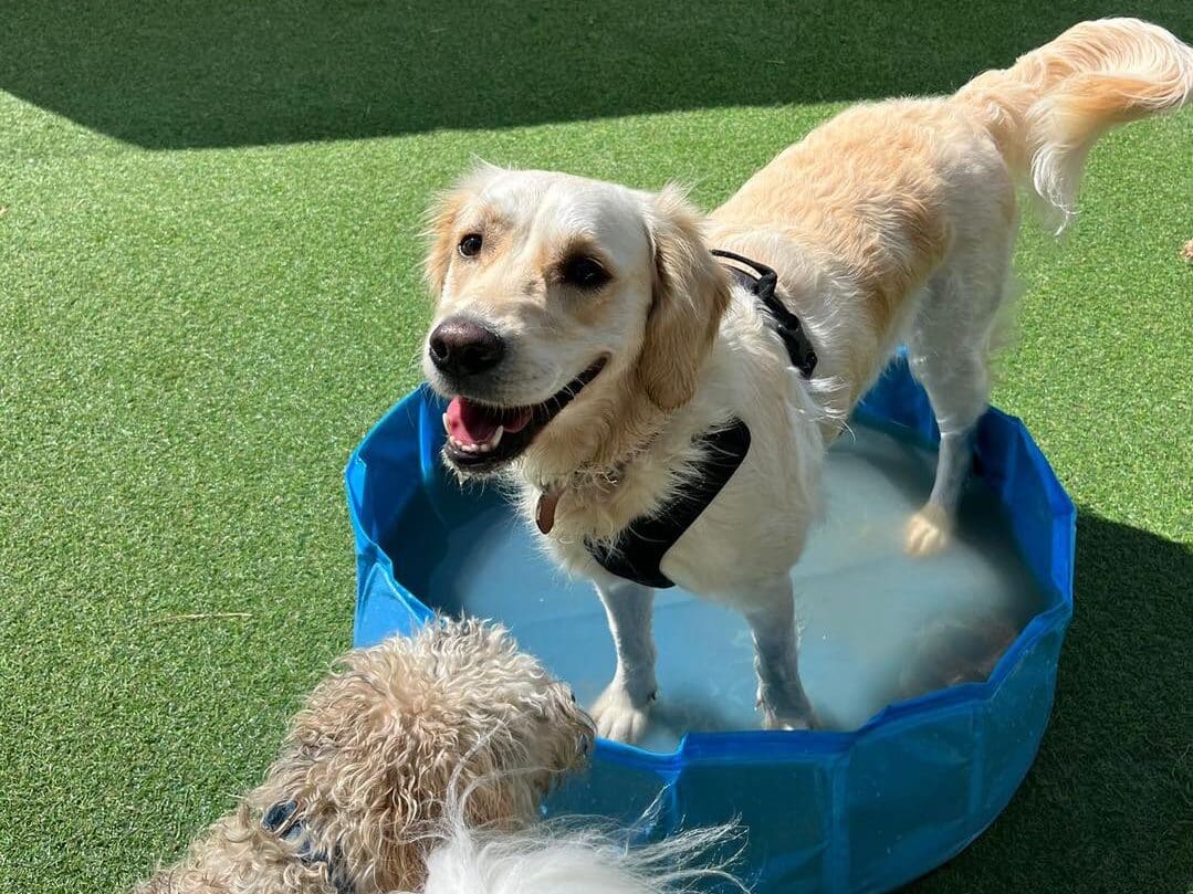 doggy daycare activities - dog in pool