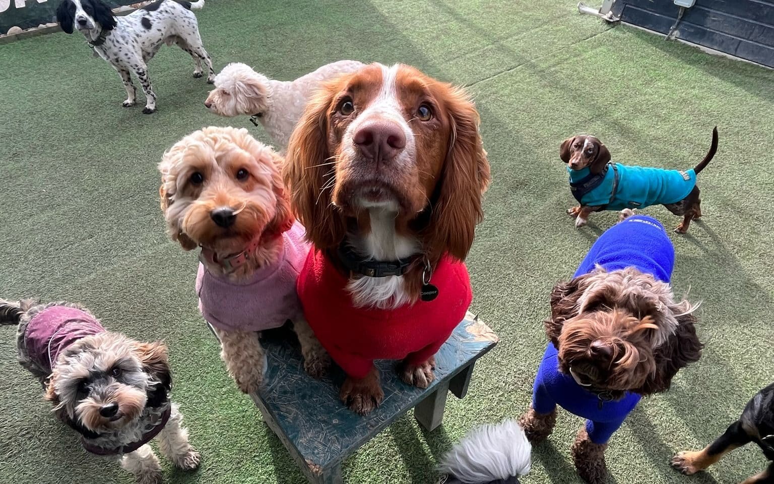 doggy daycare activities - dogs socialising