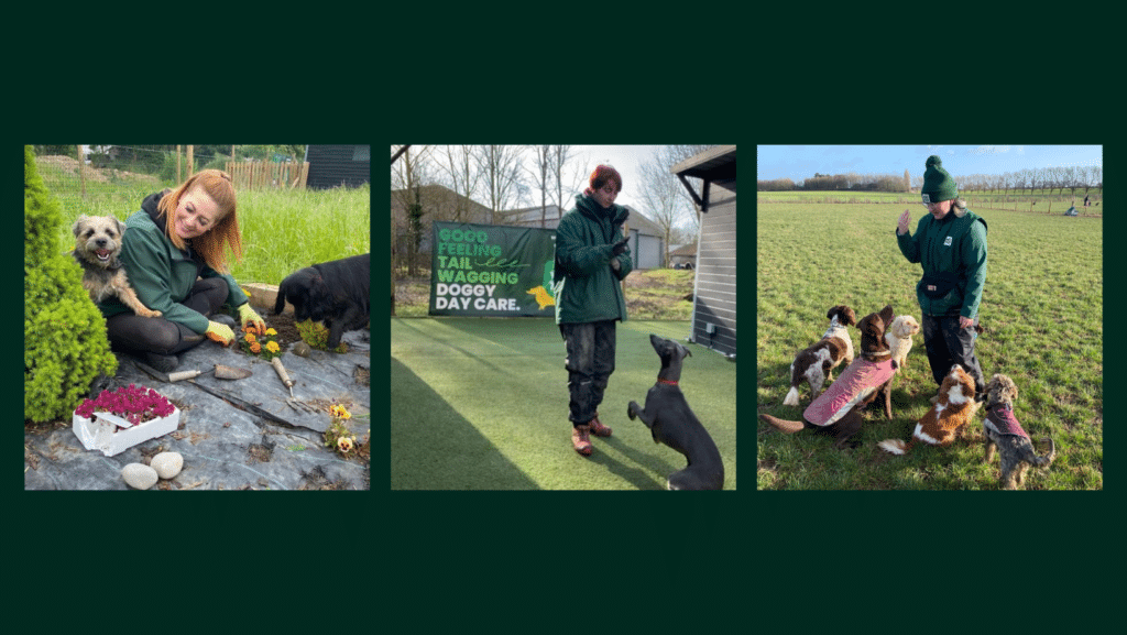 doggy daycare activities - our team at wagtails