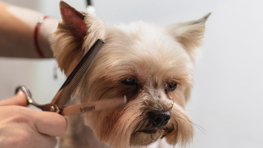 a human cutting a small dog's hair