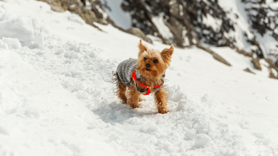 winter weather tips for dogs - a dog outside walking on snow wearing a sweater