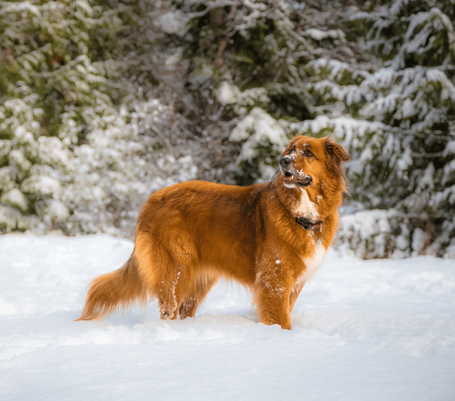 winter weather tips for dogs - a dog outside in the snow