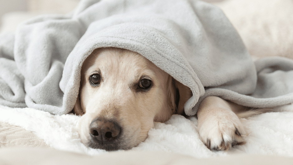 winter weather tips for dogs - a dog under a blanket