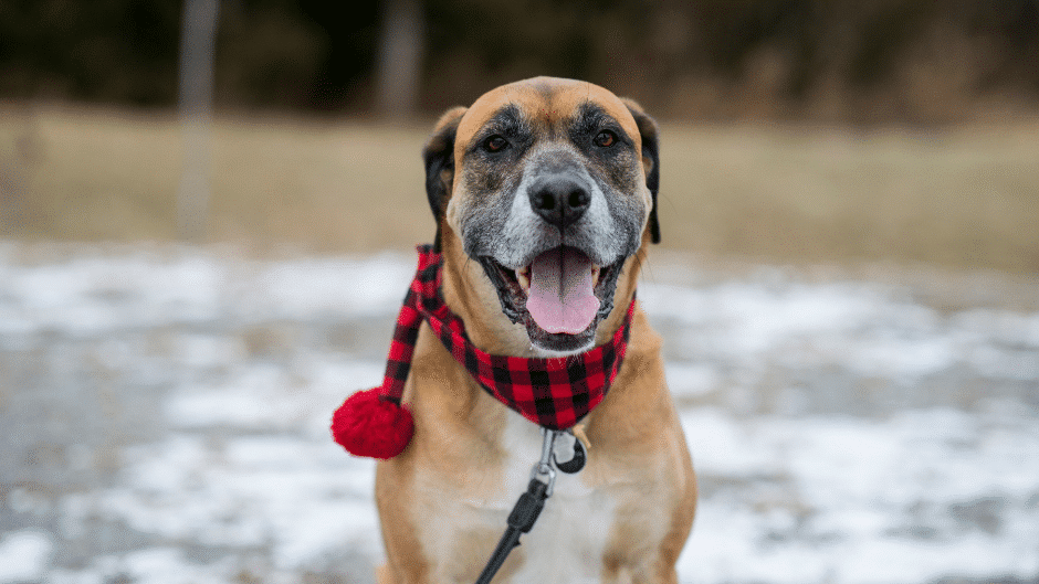 winter weather tips for dogs - a happy senior dog out in the snow