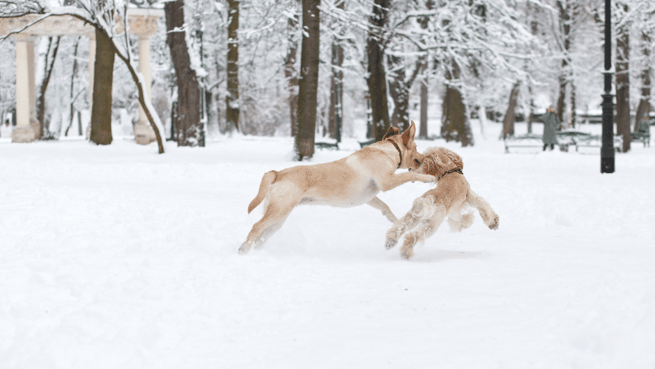 winter weather tips for dogs - two dog's playing in the snow