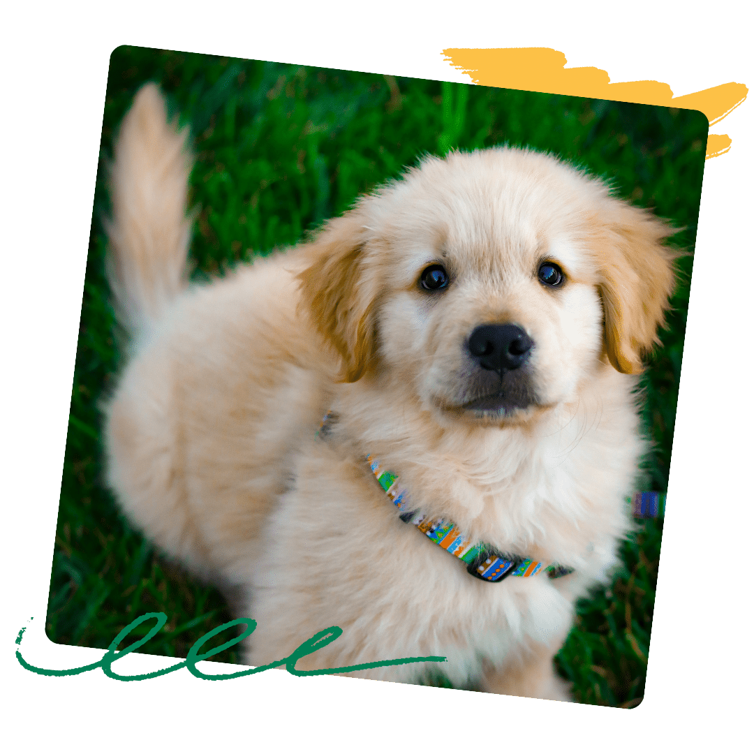 puppy training Chelmsford - a golden retriever puppy