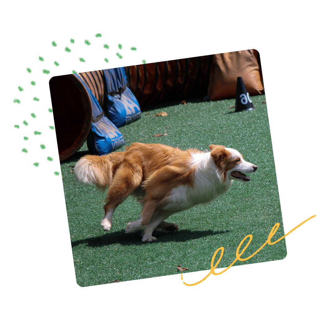 dog training Danbury - agility training