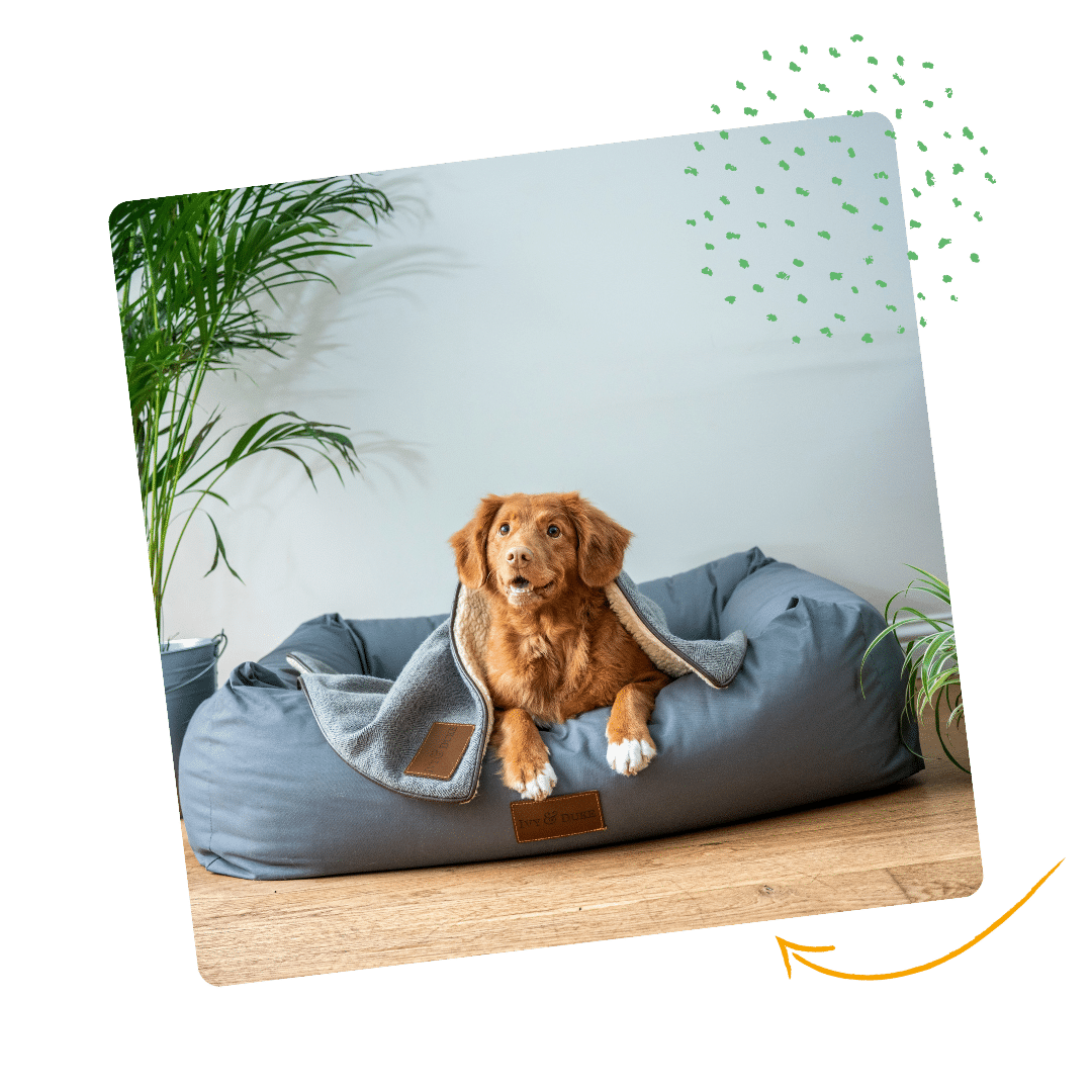 Dog Training Rayleigh - a golden retriever dog on a doggy bed