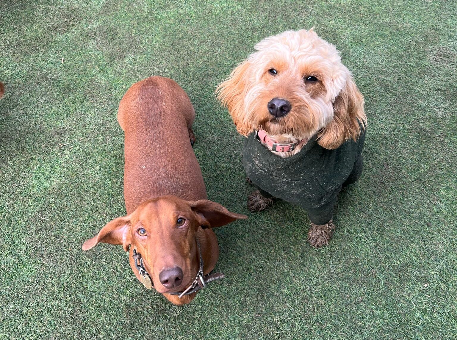 Danbury doggy day care - two dogs posing for a picture