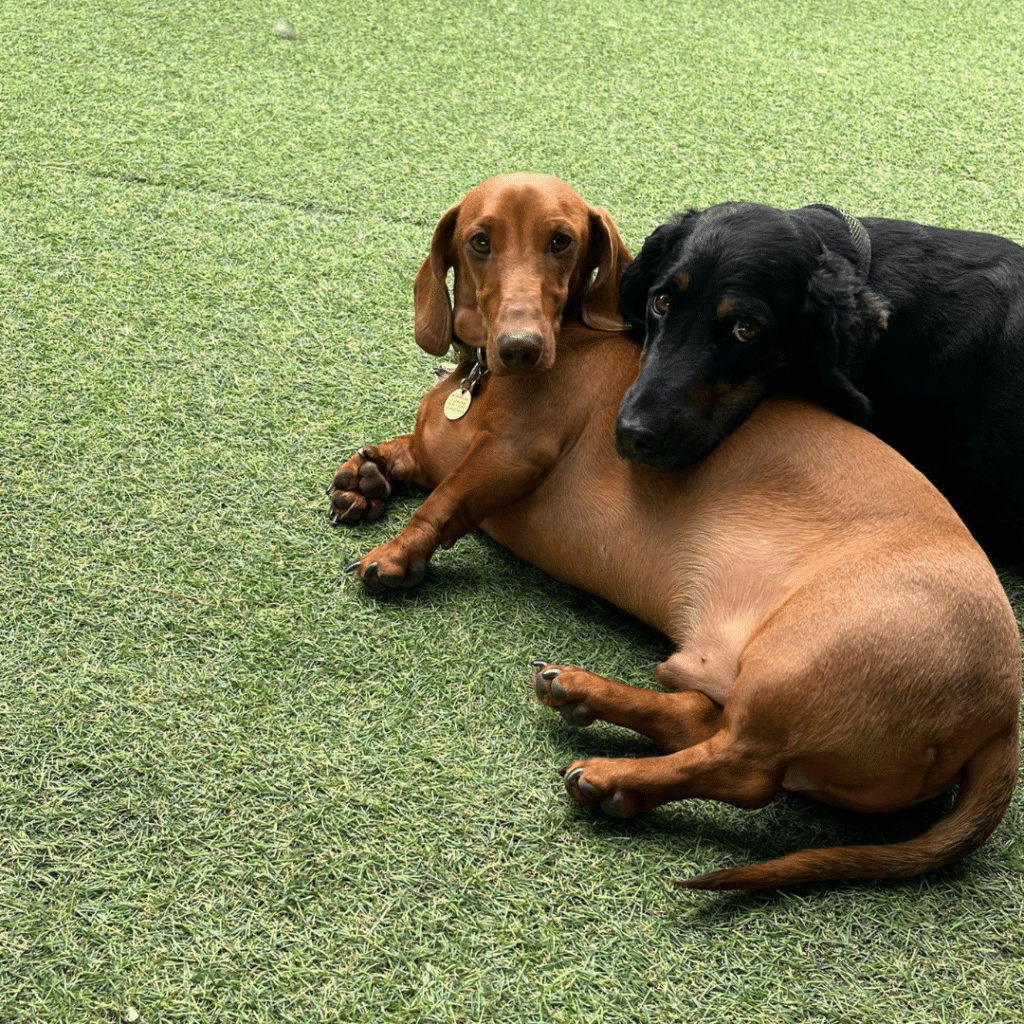 doggy day care in Wickford - two dachshunds captured cuddling and resting in doggy day care