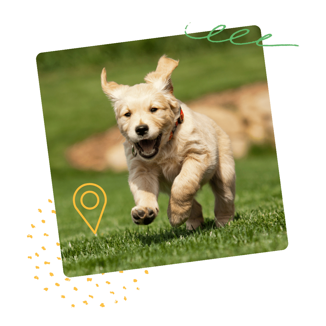 puppy training Rayleigh - a happy puppy running on a field