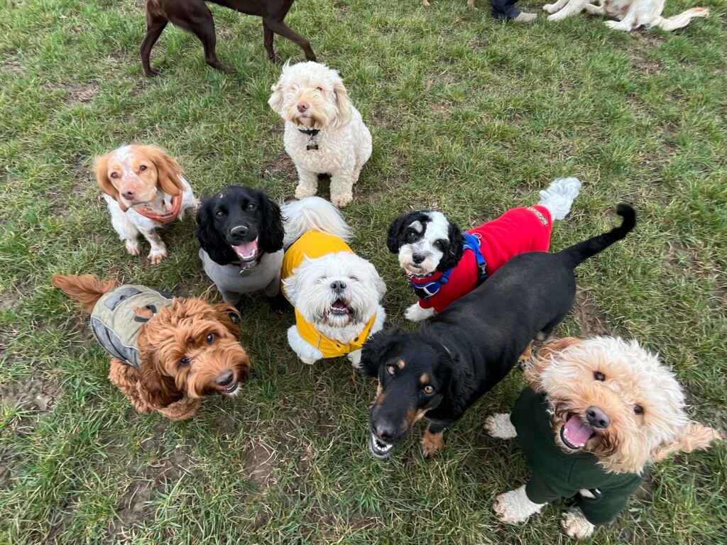 South Woodham Ferrers doggy day care - six dogs posed for a photo