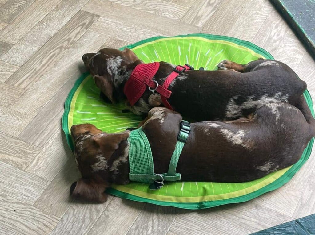 South Woodham doggy day care - two dogs taking a nap at doggy day care