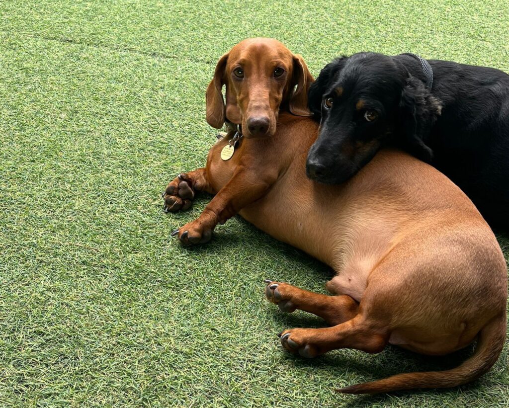 Chelmsford doggy day care - two dachshund dogs laying down 
