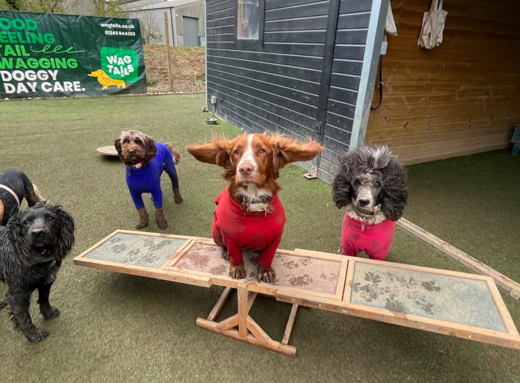 doggy day care in wickford - dogs having a good time while playing on a see saw