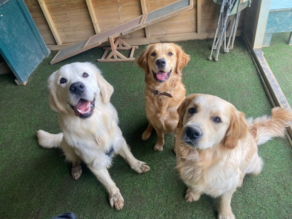 Wickford doggy day care - three golden retriever dogs