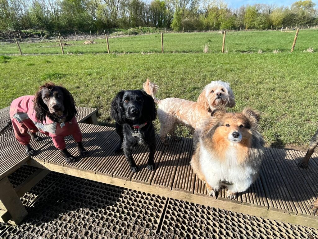 doggy day care in South Woodham Ferrers - dogs posing for a photo outside a field