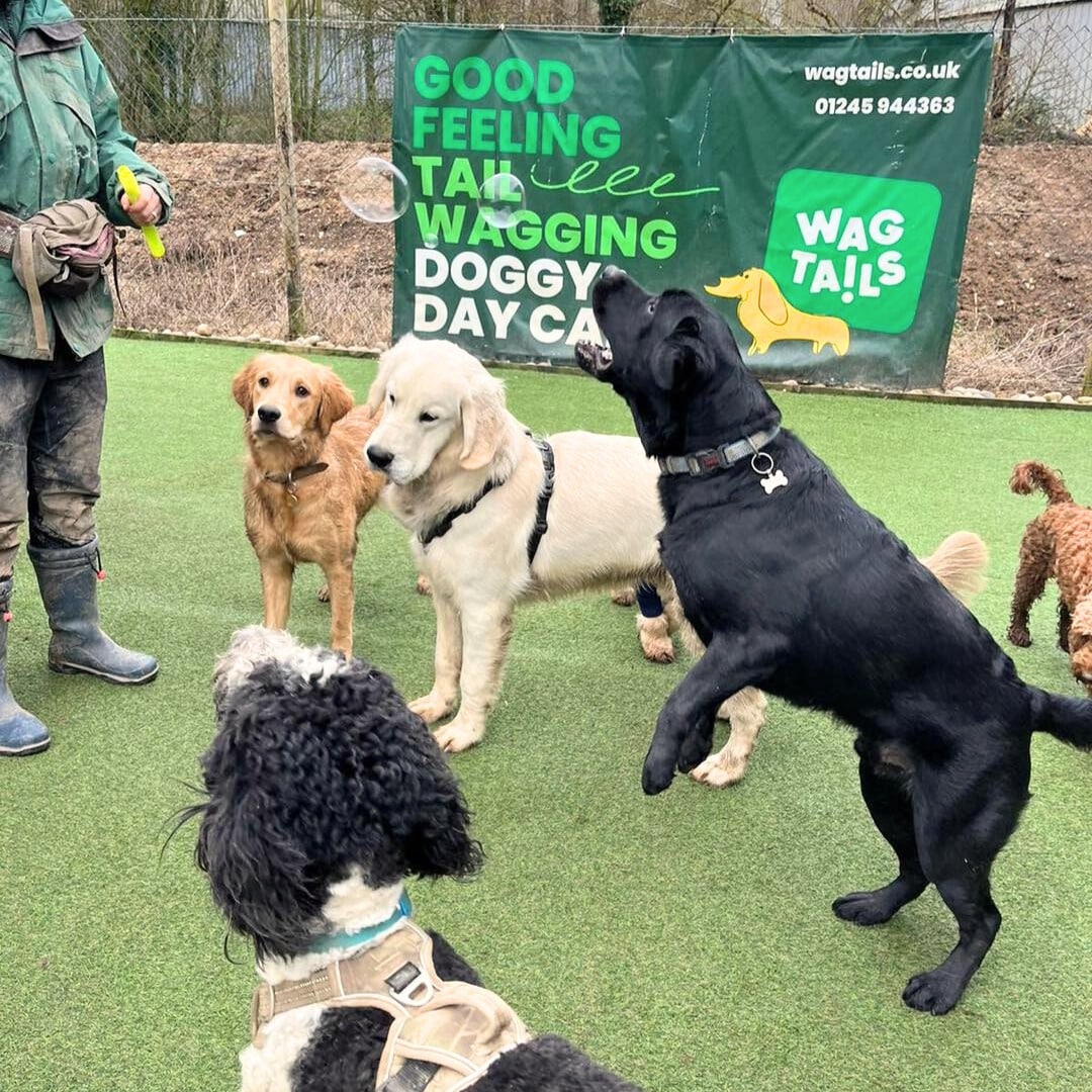 doggy day care in chelsmford - a large breed dog trying to catch a bubble