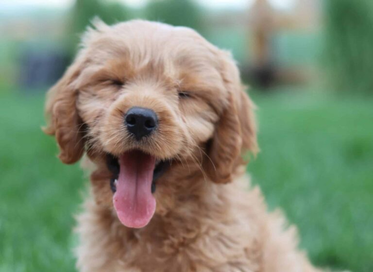 doggy day care - a puppy smiling for the camera