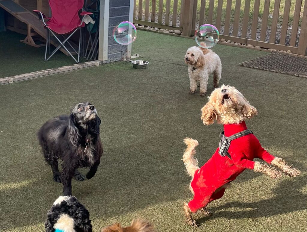 rayleigh doggy day care - dogs at day care playing with bubbles