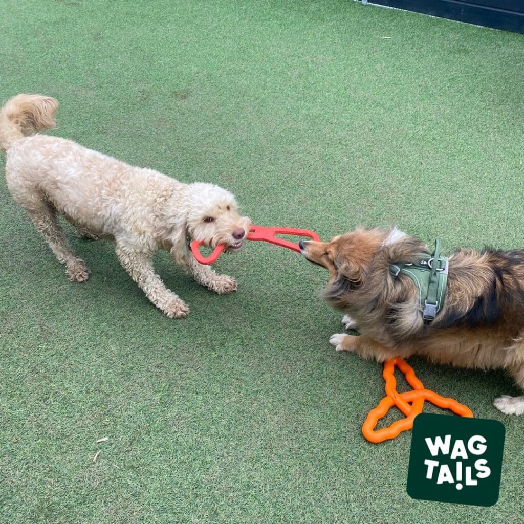 rayleigh doggy day care - two dogs playing tug of war