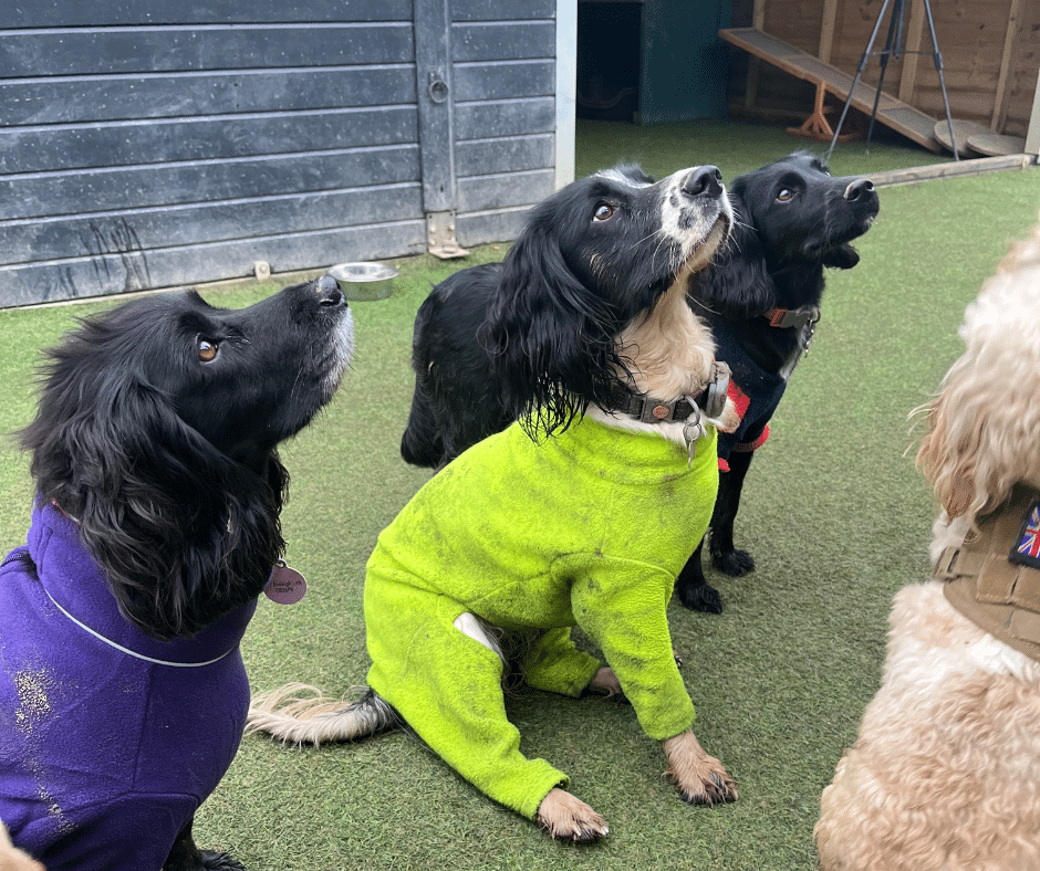 doggy day care Chelmsford - dog being trained at Wagtails doggy day care