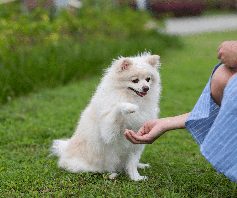 Dog Training Chelmsford - a dog giving its paw to its owner
