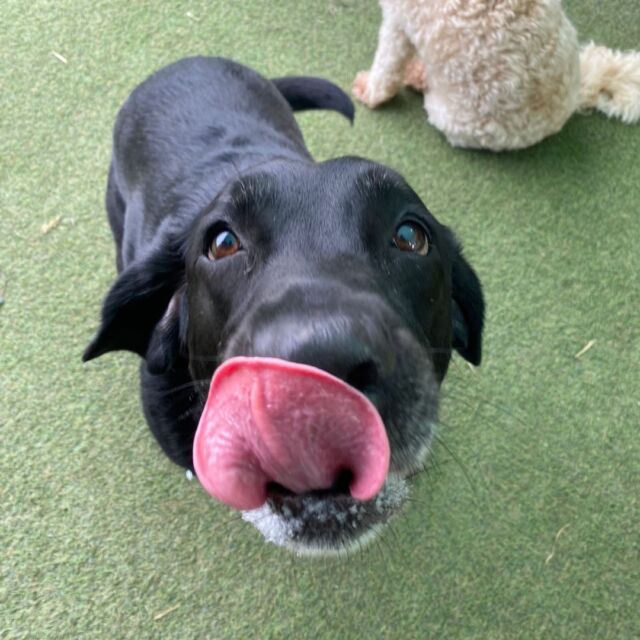 Cleo's thinking about treats. Can you tell? 👅💚

#TongueOutTuesday #DoggyDaycare #DogFriendlyEssex #EssexDogLovers