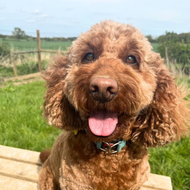 Teddi's got us all smiling with her adorable #TongueOutTuesday pose! 👅💚🐾

#Cockapoo #TongueOutTuesday #DoggyDaycare #DogFriendlyEssex #EssexDogLovers