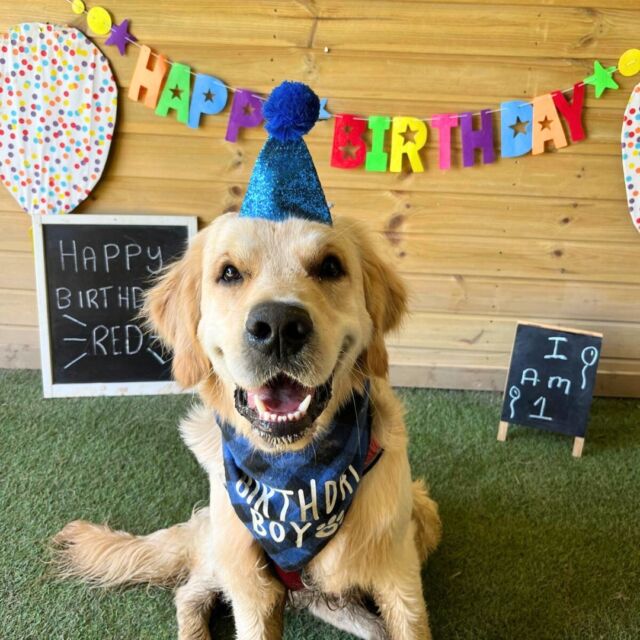 Golden moments with Red as he turns 1 today. 🥳 Happy Birthday Red! We hope you had a blast celebrating your birthday with your friends here at Wagtails. 🎂💚🐾

#DoggyDaycare #DogFriendlyEssex #EssexDogLovers #DogsOfEssex #PuppyLoveEssex
