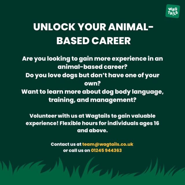 Volunteer placements are now available at Wagtails! Contact us to secure your place in our amazing team 🐾