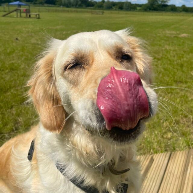 Phoebe's tongue says it all – it’s a beautiful #TongueOutTuesday 💚

#GoldenRetriever #TongueOutTuesday #DoggyDaycare #DogFriendlyEssex #EssexDogLovers
