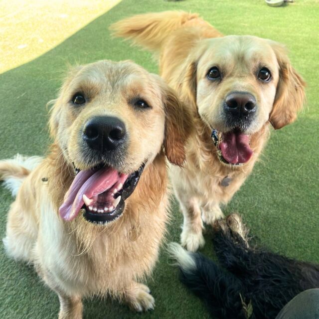 When you're this cute, you're allowed to stick your tongue out whenever you want 🐶

#TongueOutTuesday #GoldenRetriever #DoggyDaycare #DogFriendlyEssex #EssexDogLovers
