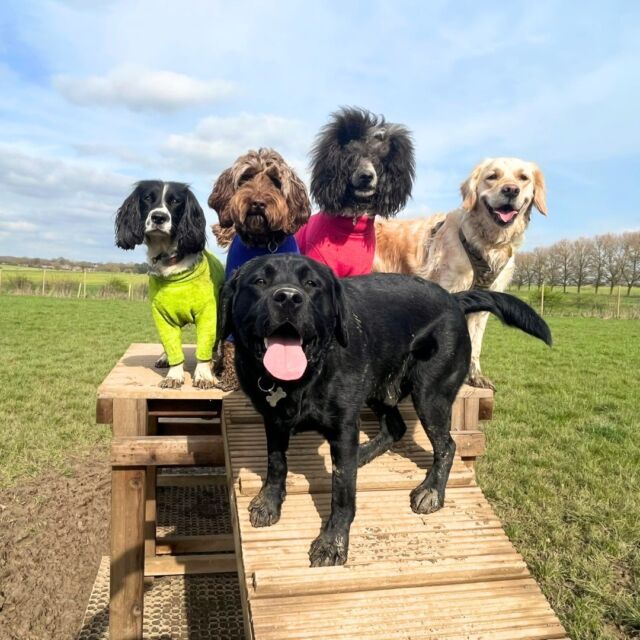Calling all dog lovers! 📣 Ready to give your dogs the best time of their lives? At Wagtails, we offer outdoor play with acres of space where tails wag and friendships bloom. 🌺

Spaces are filling up fast. Please message us for more information and to book your dog for a meet and greet. 🗓️
#DoggyDaycare #DogFriendlyEssex #EssexDogLovers #DogsOfEssex #PuppyLoveEssex